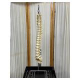 Educational Human Adult Spine Model – Highly Detailed & Realistic Anatomy for Study or Display – Perfect for Classrooms, Clinics, or Offices – In Excellent Condition!