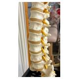 Educational Human Adult Spine Model – Highly Detailed & Realistic Anatomy for Study or Display – Perfect for Classrooms, Clinics, or Offices – In Excellent Condition!