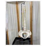 Educational Human Adult Spine and Pelvis Model – Detailed Anatomy Perfect for Study, Teaching, or Display – Ideal for Classrooms, Clinics, or Medical Offices – In Excellent Condition!