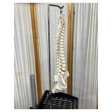 Educational Human Adult Spine and Pelvis Model – Detailed Anatomy Perfect for Study, Teaching, or Display – Ideal for Classrooms, Clinics, or Medical Offices – In Excellent Condition!