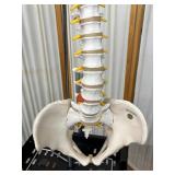 Educational Human Adult Spine and Pelvis Model – Detailed Anatomy Perfect for Study, Teaching, or Display – Ideal for Classrooms, Clinics, or Medical Offices – In Excellent Condition!
