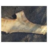 7.5 x 85" 2 1/2" thick live edge oa...