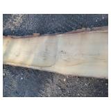 16 x 117" 2 1/2" thick live edge oa...
