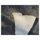18 x 83" 2 1/2" thick live edge elm...