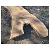15 x 103" 2 1/2" thick live edge bl...