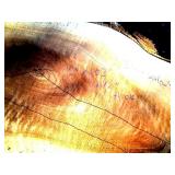 15 x 103" 2 1/2" thick live edge bl...