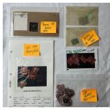 Postage Stamps from Great Britain - Penny Black, Red, Green and Lilac dating back to 1840