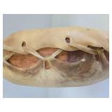 Very Nice Handmade Double Sided Animal Hide Drum
