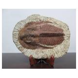 Excellent Large Genuine Trilobite Fossil