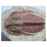 Excellent Large Genuine Trilobite Fossil