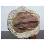 Excellent Large Genuine Trilobite Fossil
