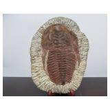 Excellent Large Genuine Trilobite Fossil