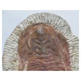 Excellent Large Genuine Trilobite Fossil