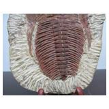Excellent Large Genuine Trilobite Fossil