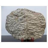 Excellent Large Genuine Trilobite Fossil