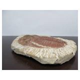 Excellent Large Genuine Trilobite Fossil