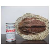 Excellent Large Genuine Trilobite Fossil