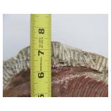 Excellent Large Genuine Trilobite Fossil