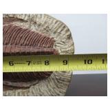 Excellent Large Genuine Trilobite Fossil