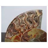 Lovely Large Genuine Natural Ammonite Specimen w/Quartz/Crystals