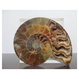 Lovely Large Genuine Natural Ammonite Specimen w/Quartz/Crystals