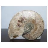 Lovely Large Genuine Natural Ammonite Specimen w/Quartz/Crystals