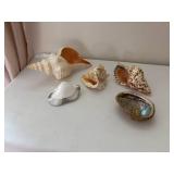 Collection of 5 Decorative Seashells