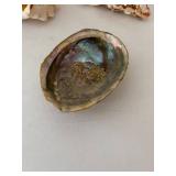 Collection of 5 Decorative Seashells