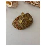 Collection of 5 Decorative Seashells