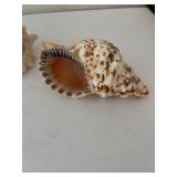 Collection of 5 Decorative Seashells