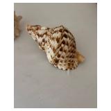 Collection of 5 Decorative Seashells