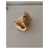 Collection of 5 Decorative Seashells
