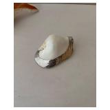 Collection of 5 Decorative Seashells