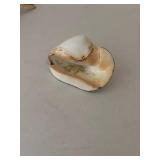 Collection of 5 Decorative Seashells