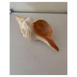 Collection of 5 Decorative Seashells