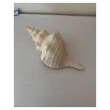 Collection of 5 Decorative Seashells