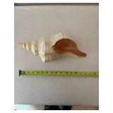 Collection of 5 Decorative Seashells