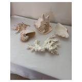 Collection of Various Decorative Seashells and Coral