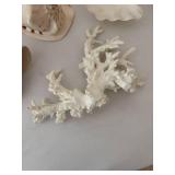 Collection of Various Decorative Seashells and Coral