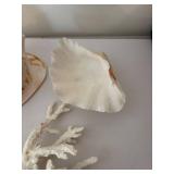 Collection of Various Decorative Seashells and Coral