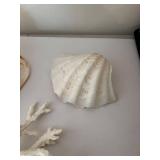 Collection of Various Decorative Seashells and Coral
