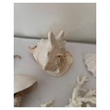 Collection of Various Decorative Seashells and Coral