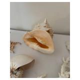 Collection of Various Decorative Seashells and Coral