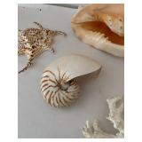 Collection of Various Decorative Seashells and Coral