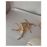 Collection of Various Decorative Seashells and Coral