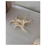 Collection of Various Decorative Seashells and Coral