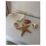 Collection of Seashells and Starfish Decor