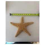 Collection of Seashells and Starfish Decor