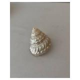 Collection of Seashells and Starfish Decor