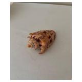 Collection of Seashells and Starfish Decor